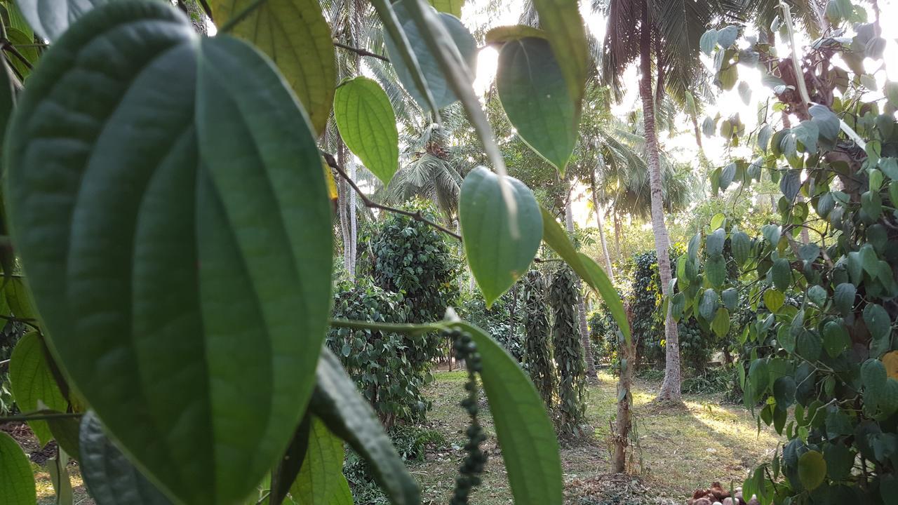 Soba Lanka Holiday Resort Melsiripura Exterior photo